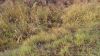 DSC00558.jpg