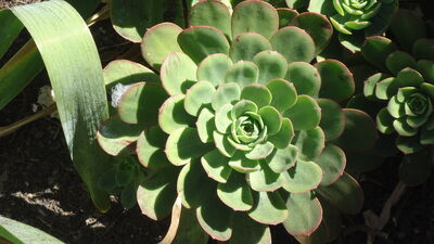 DSC03826.JPG