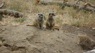 DSC04015.JPG