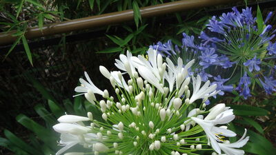 DSC04054.JPG