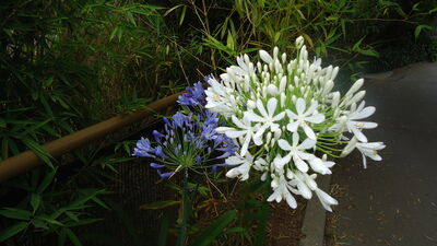DSC04055.JPG