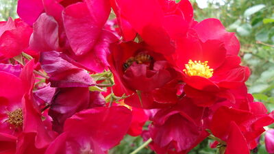 DSC04065.JPG