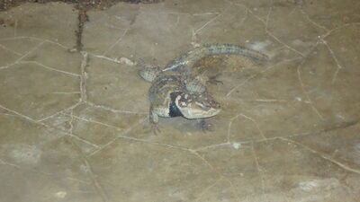 DSC04084.JPG