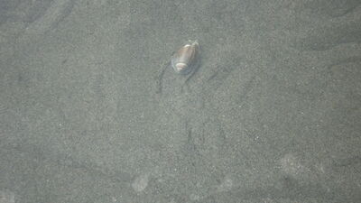 DSC04626.JPG
