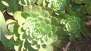 DSC03827.JPG