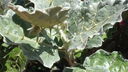 DSC03830.JPG