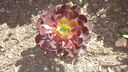 DSC03831.JPG