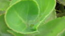 DSC03987.JPG
