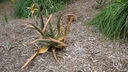 DSC04010.JPG