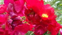 DSC04065.JPG
