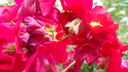 DSC04066.JPG