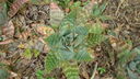 DSC04095.JPG