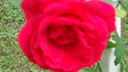 Filename=DSC04562.JPG
Filesize=214KiB
Dimensions=1080x608
Date added=Mar 26, 2024 DSC04562.JPG