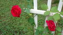 Filename=DSC04563.JPG
Filesize=309KiB
Dimensions=1080x608
Date added=Mar 26, 2024 DSC04563.JPG