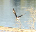 Filename=eagle_in_flight.JPG
Filesize=218KiB
Dimensions=688x608
Date added=Mar 26, 2024 eagle_in_flight.JPG