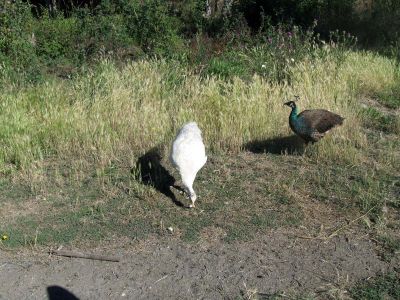 IMG_2143.jpg