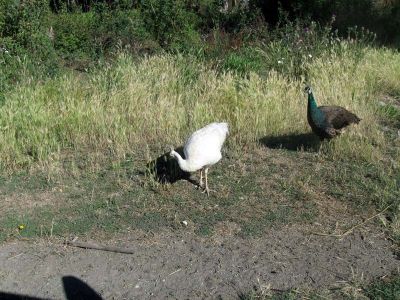 IMG_2144.jpg