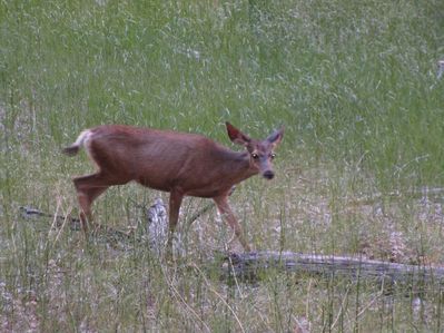 IMG_1132.jpg